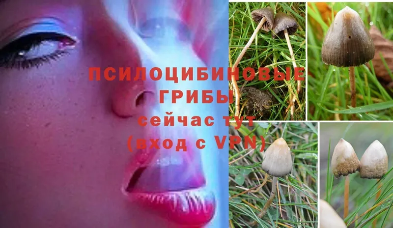 цена   Ливны  Галлюциногенные грибы MAGIC MUSHROOMS 